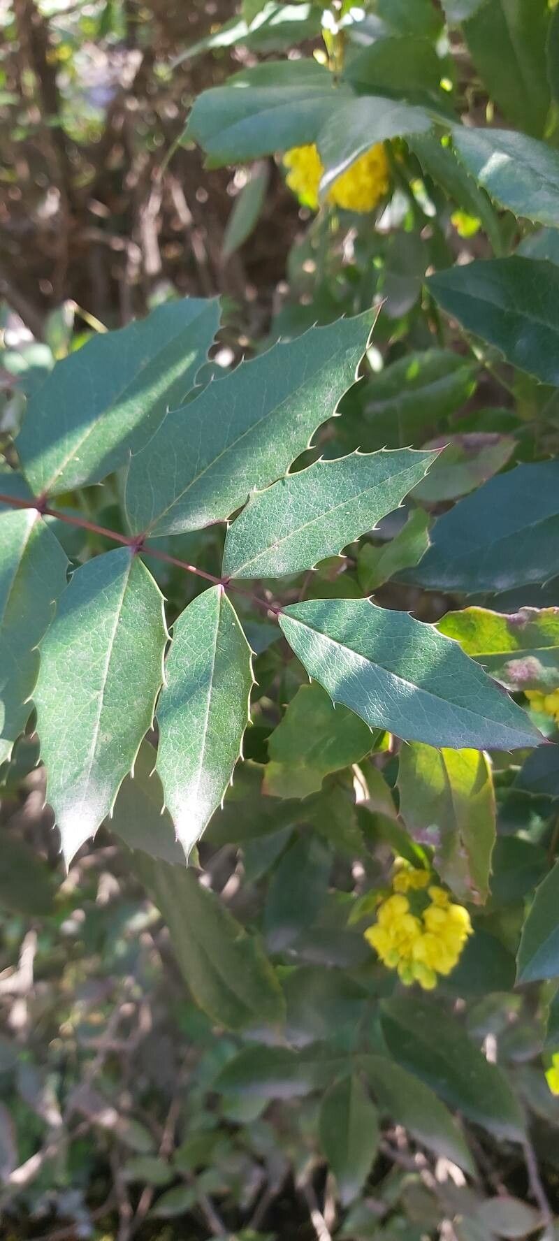 Berberis russellii leaf