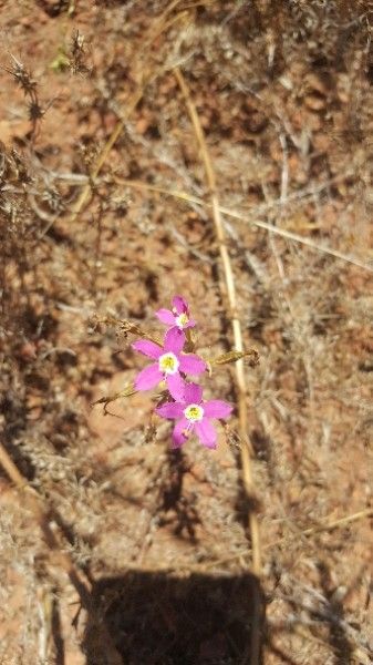 Navarretia leptalea — search result for 'Phlox'