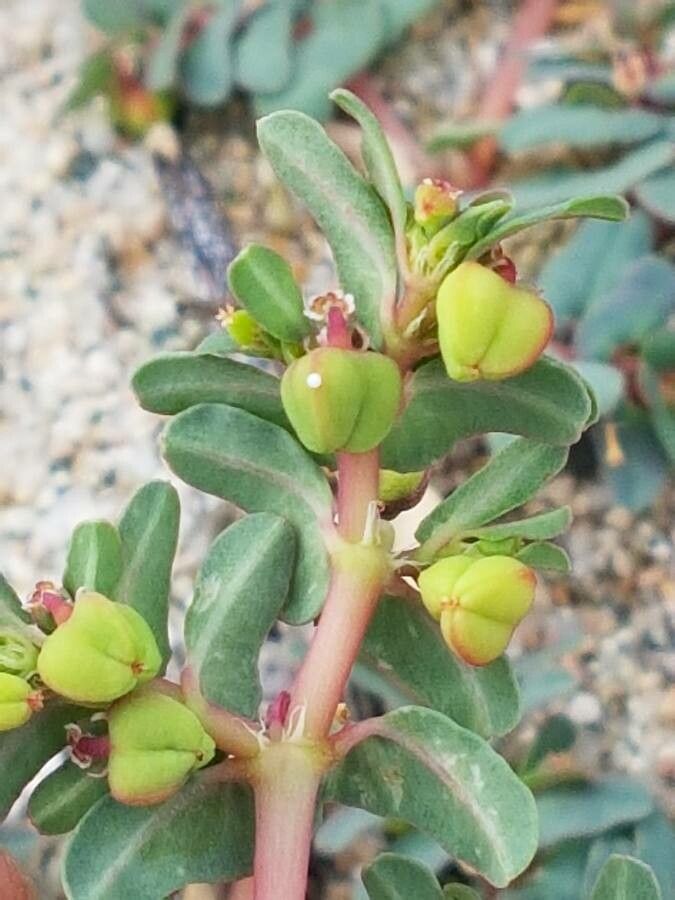 Euphorbia polygonifolia fruit