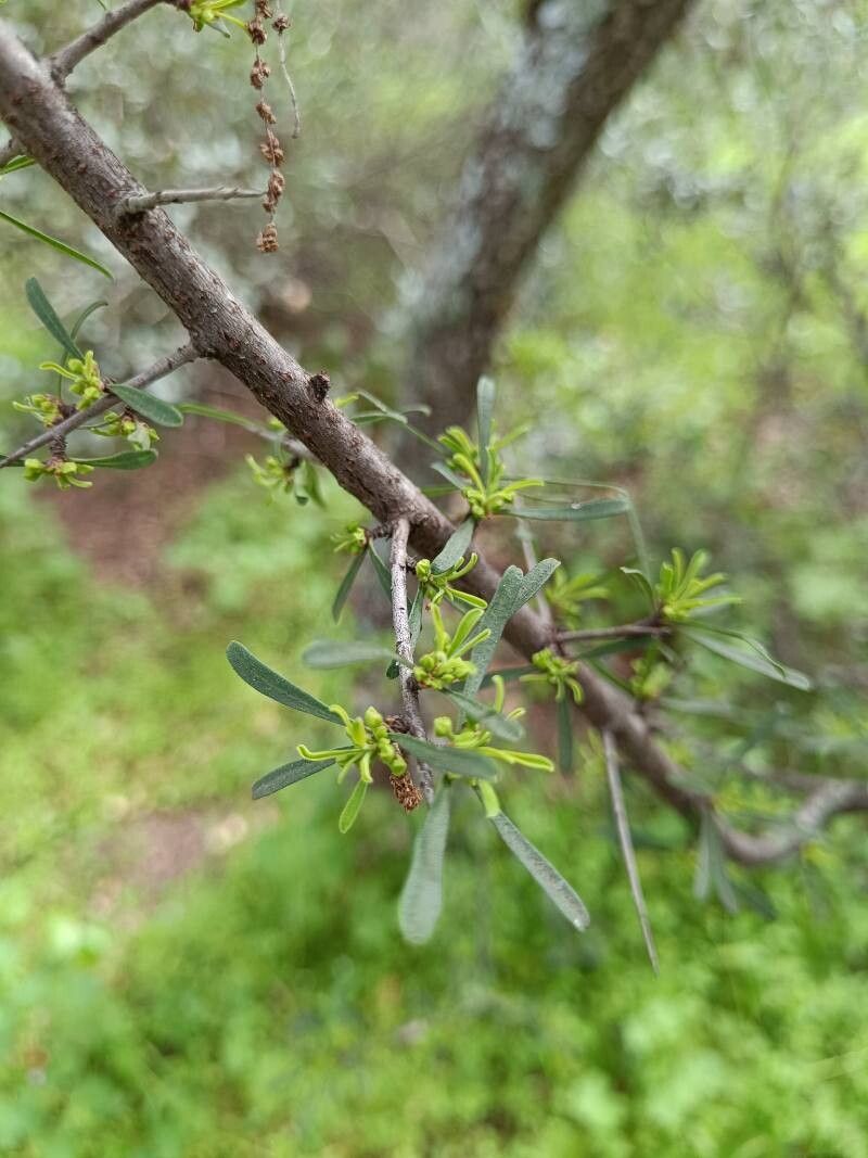 Rhamnus oleoides — search result for 'Rhamnus'