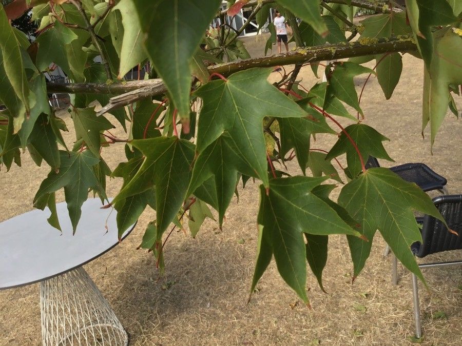 Acer cappadocicum leaf
