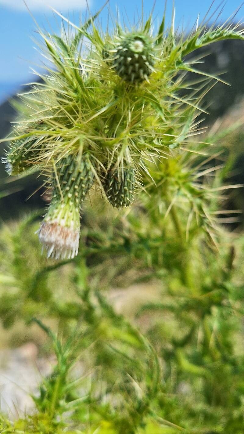 Cirsium candelabrum flower