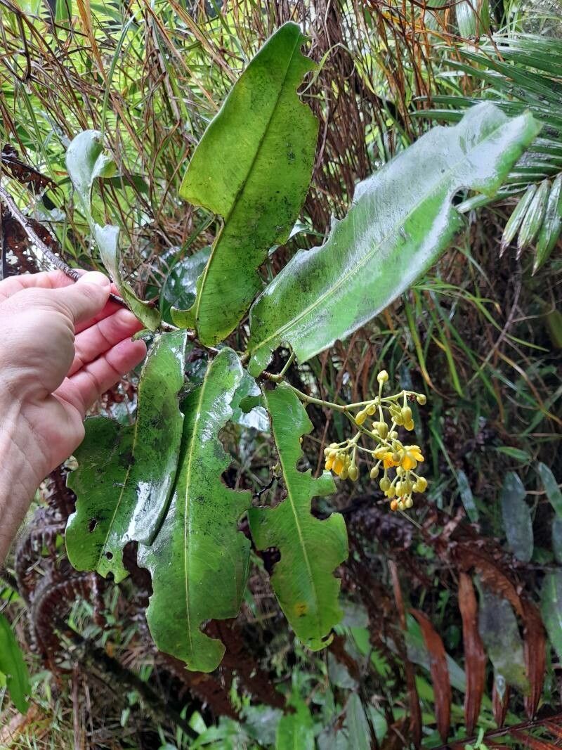 Ouratea guildingii — houseplant care guide