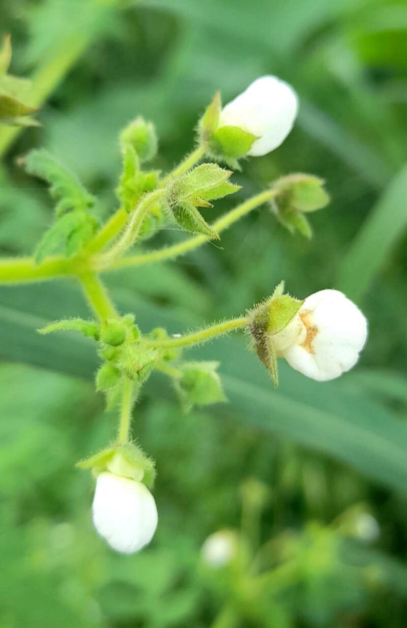 Calceolaria chelidonioides flower