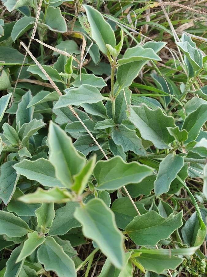 Solanum nigriviolaceum — houseplant care guide