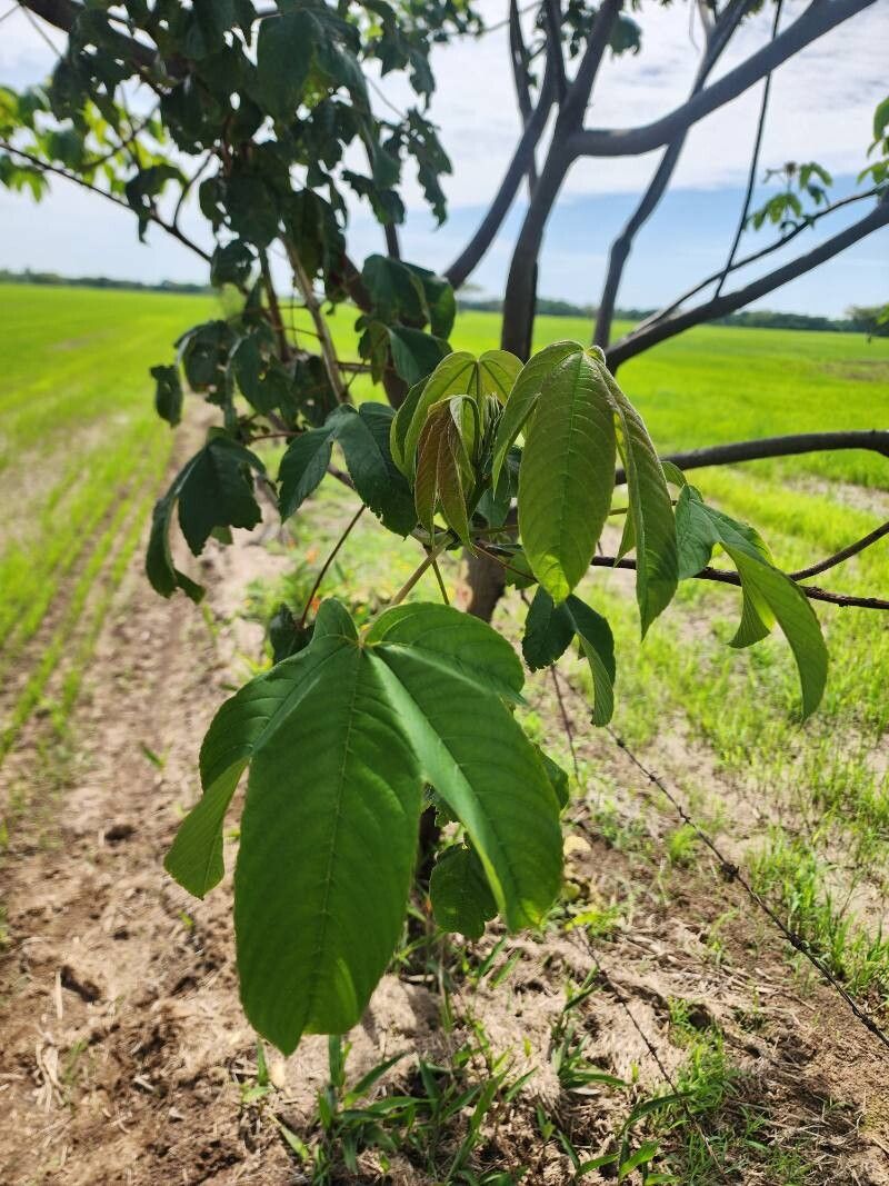 Cochlospermum regium leaf