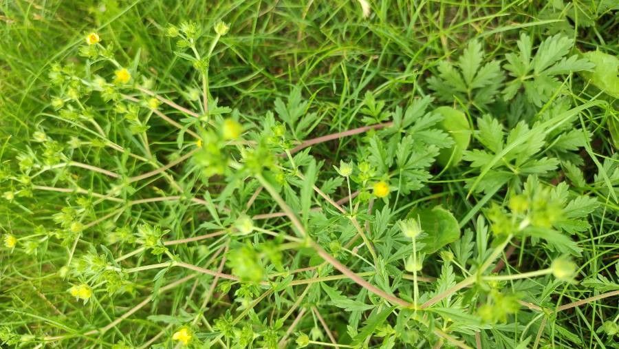 Potentilla tobolensis flower