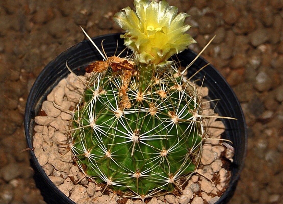 Thelocactus setispinus flower
