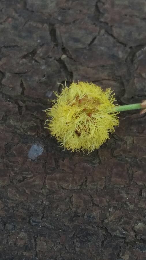 Acacia xanthophloea flower