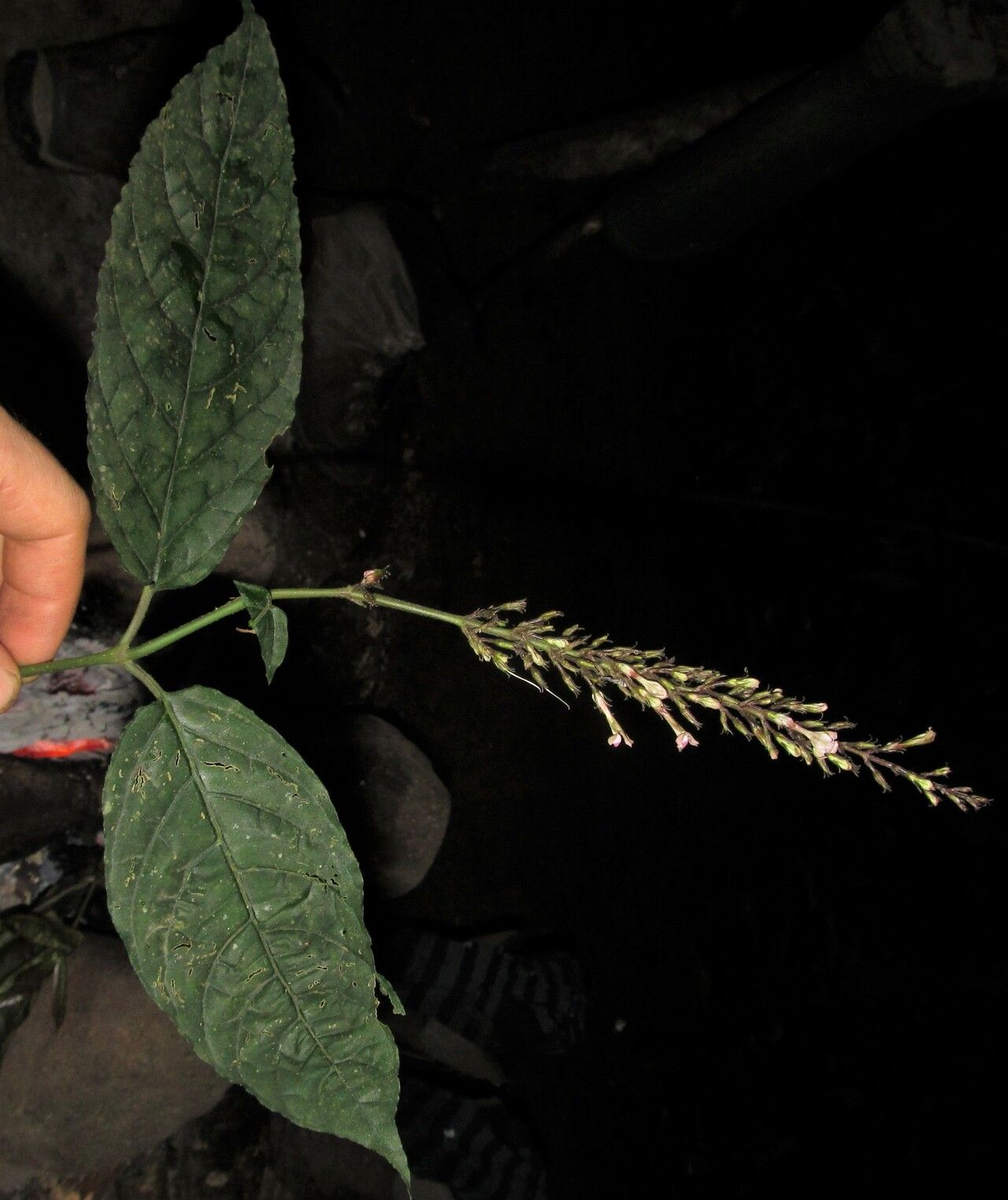 Asystasia lindauiana — search result for 'Asystasia'