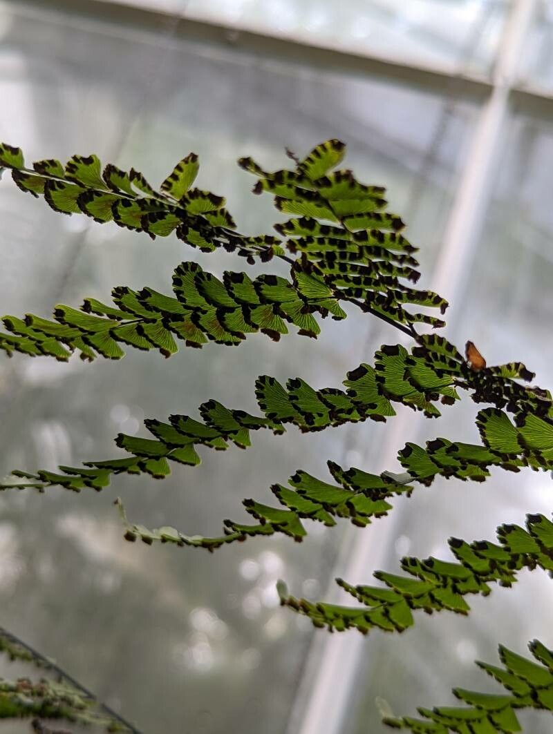 Adiantum polyphyllum fruit