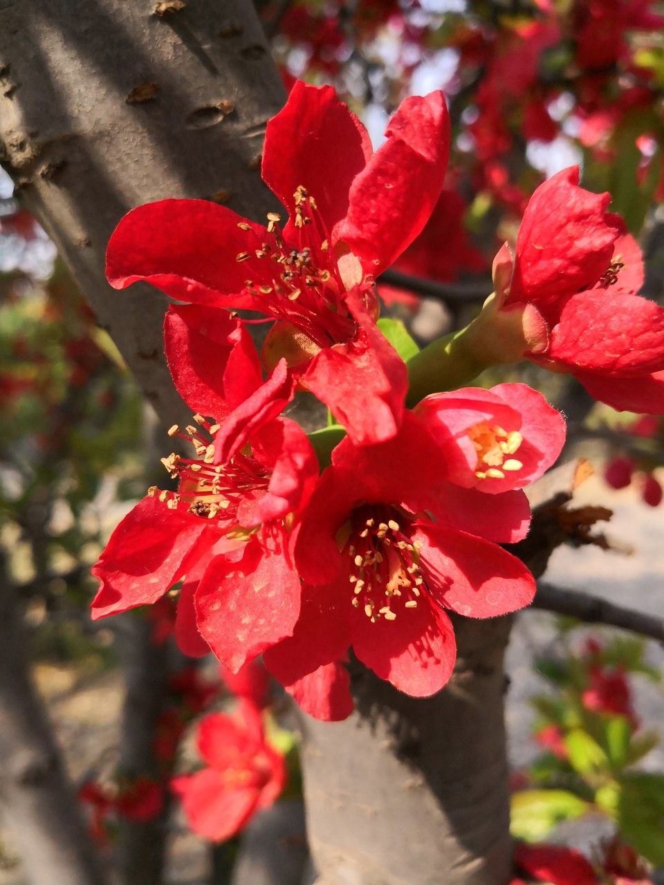 Chaenomeles cathayensis flower