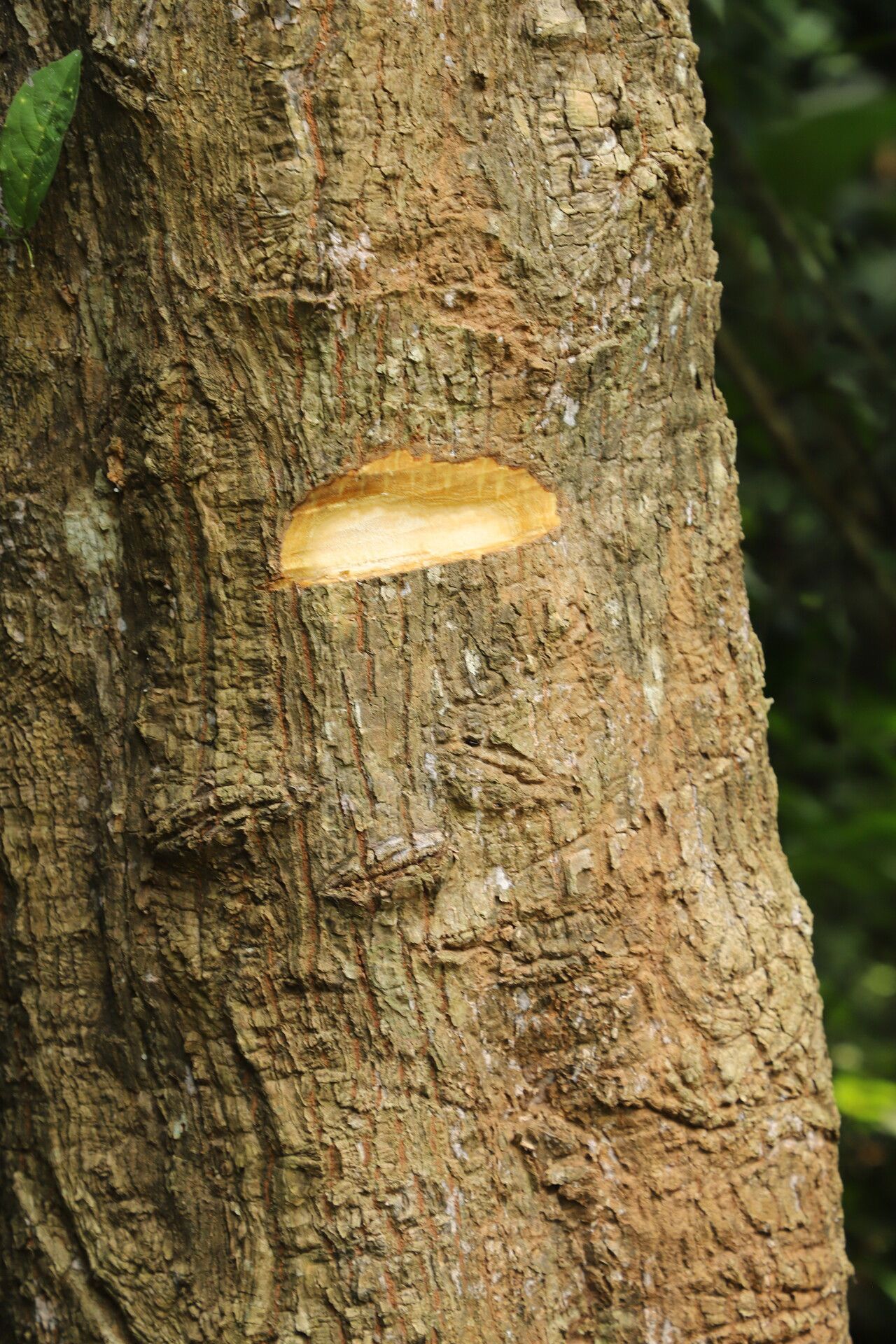 Cussonia brieyi bark