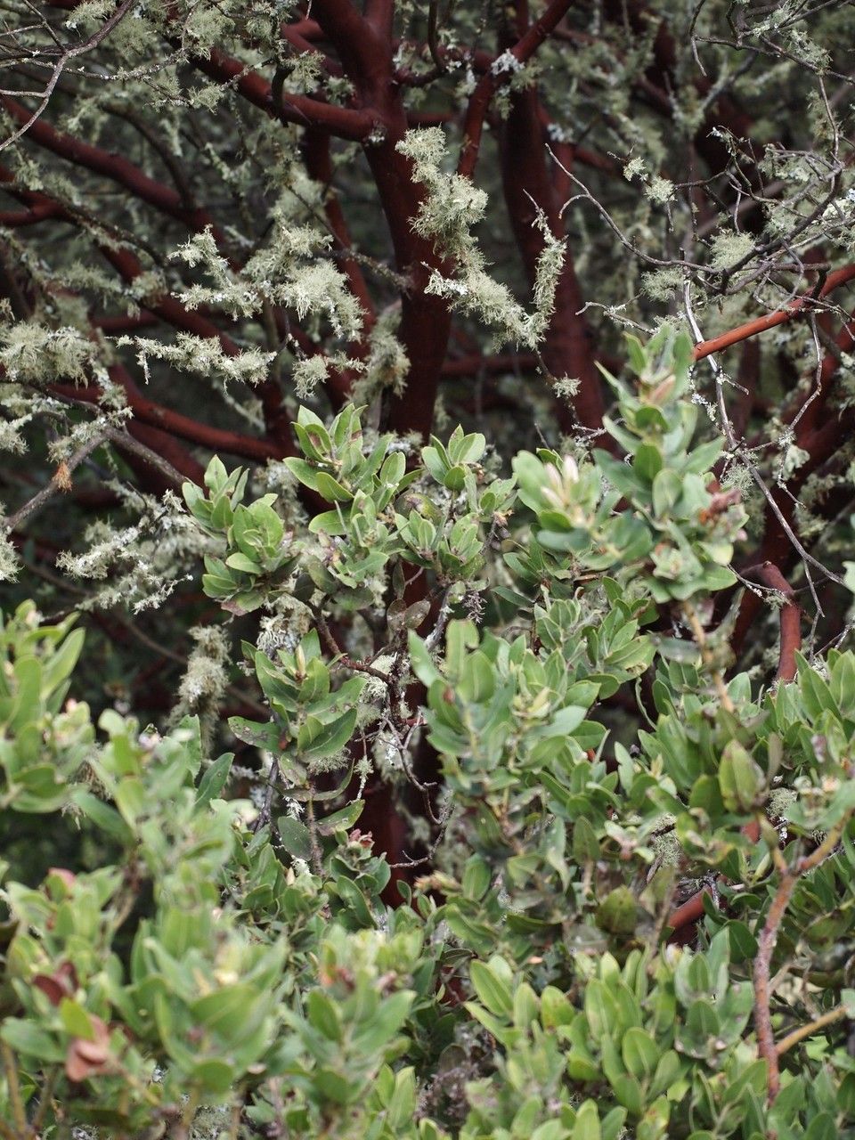 Arctostaphylos regismontana habit