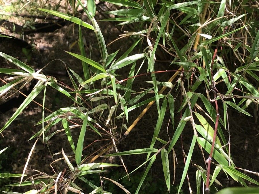 Himalayacalamus asper — related species from the same genus