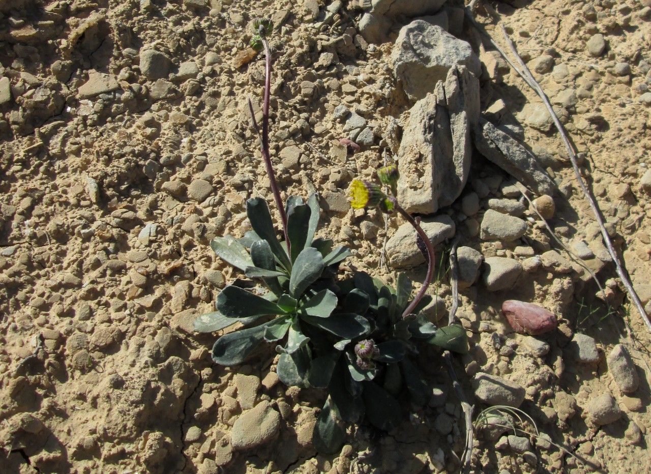 Jacobaea auricula habit