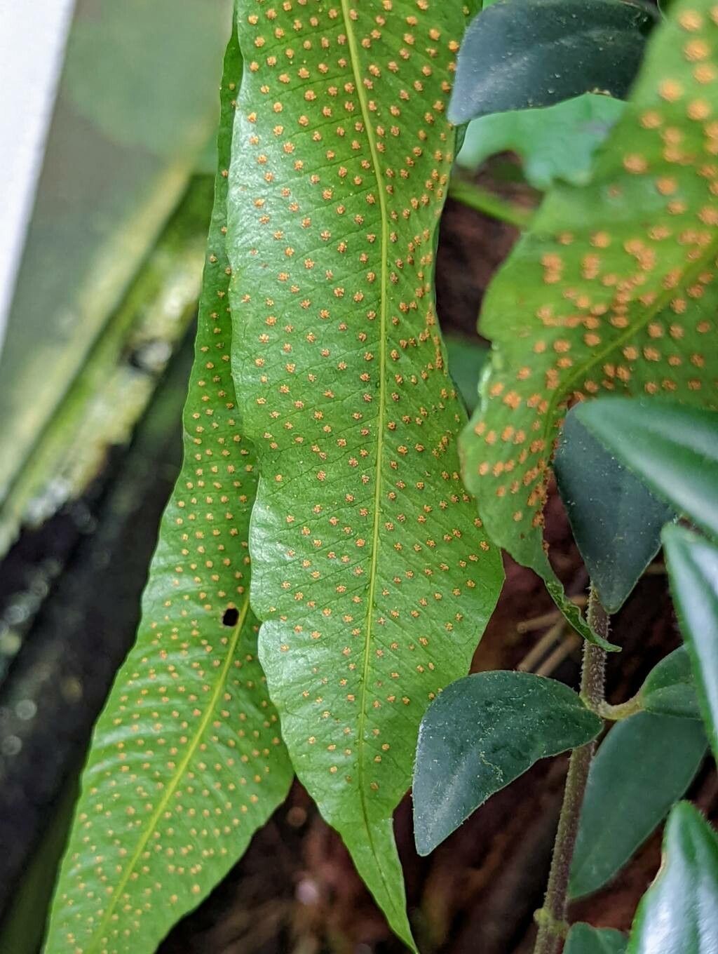 Campyloneurum xalapense fruit