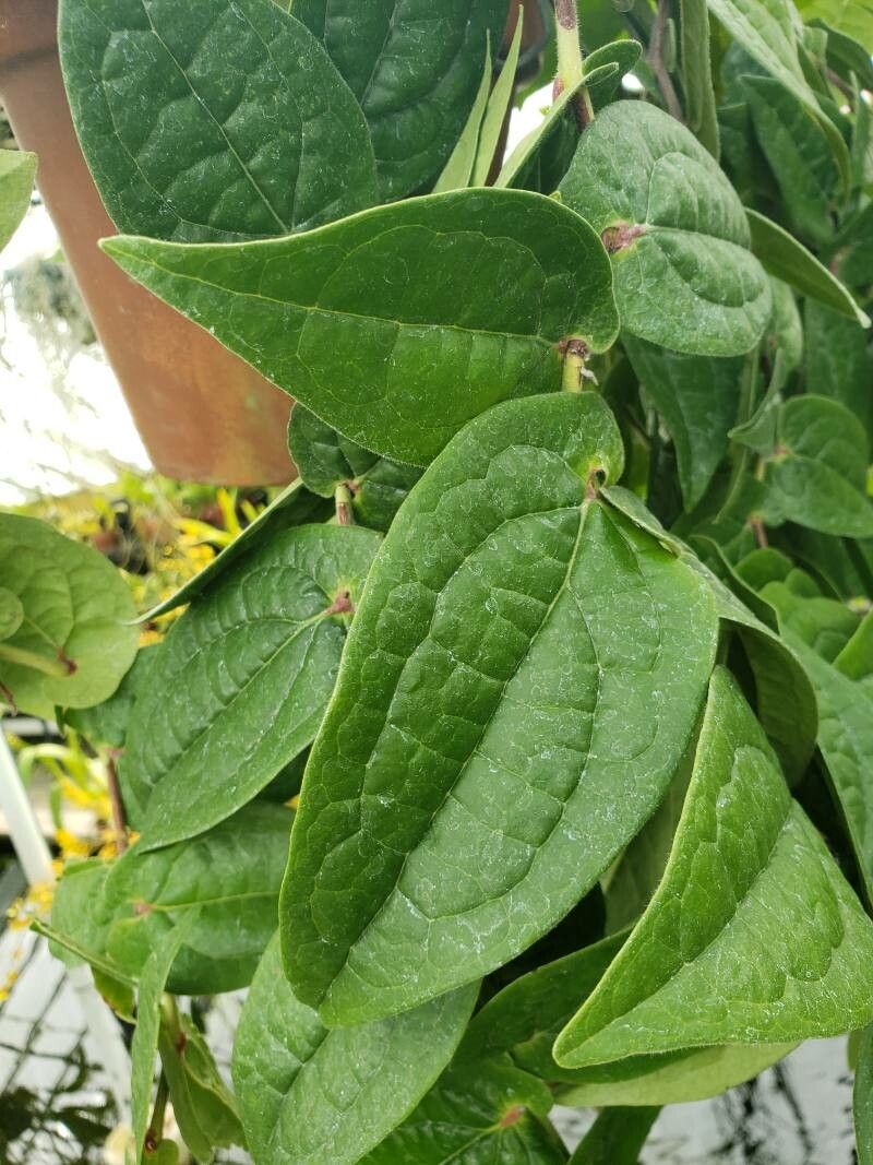 Ceratostema silvicola — related species from the same genus