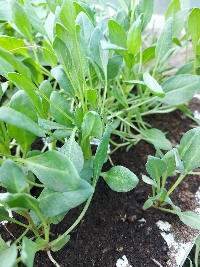 Nolana paradoxa leaf