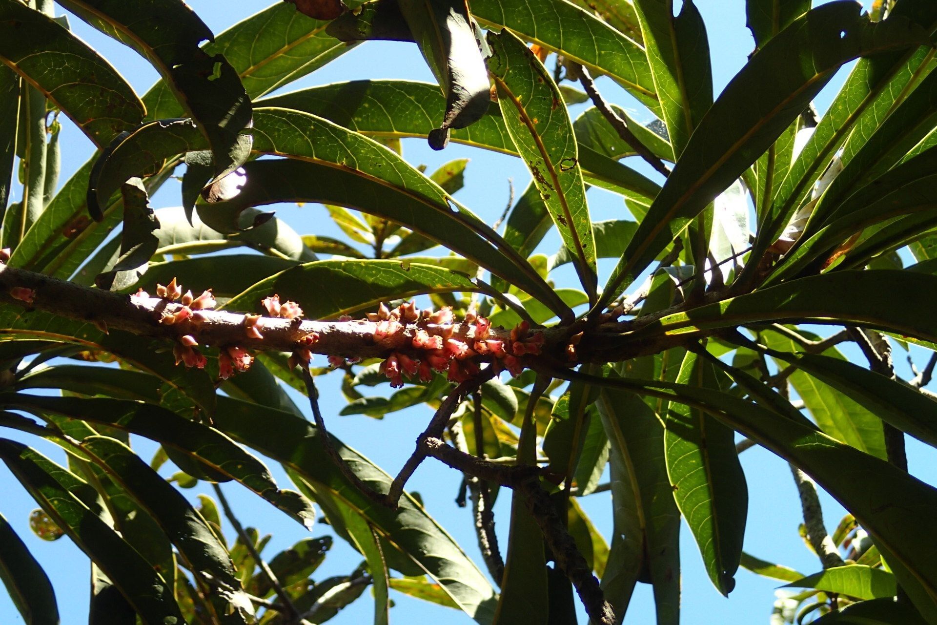 Pycnandra kaalaensis fruit