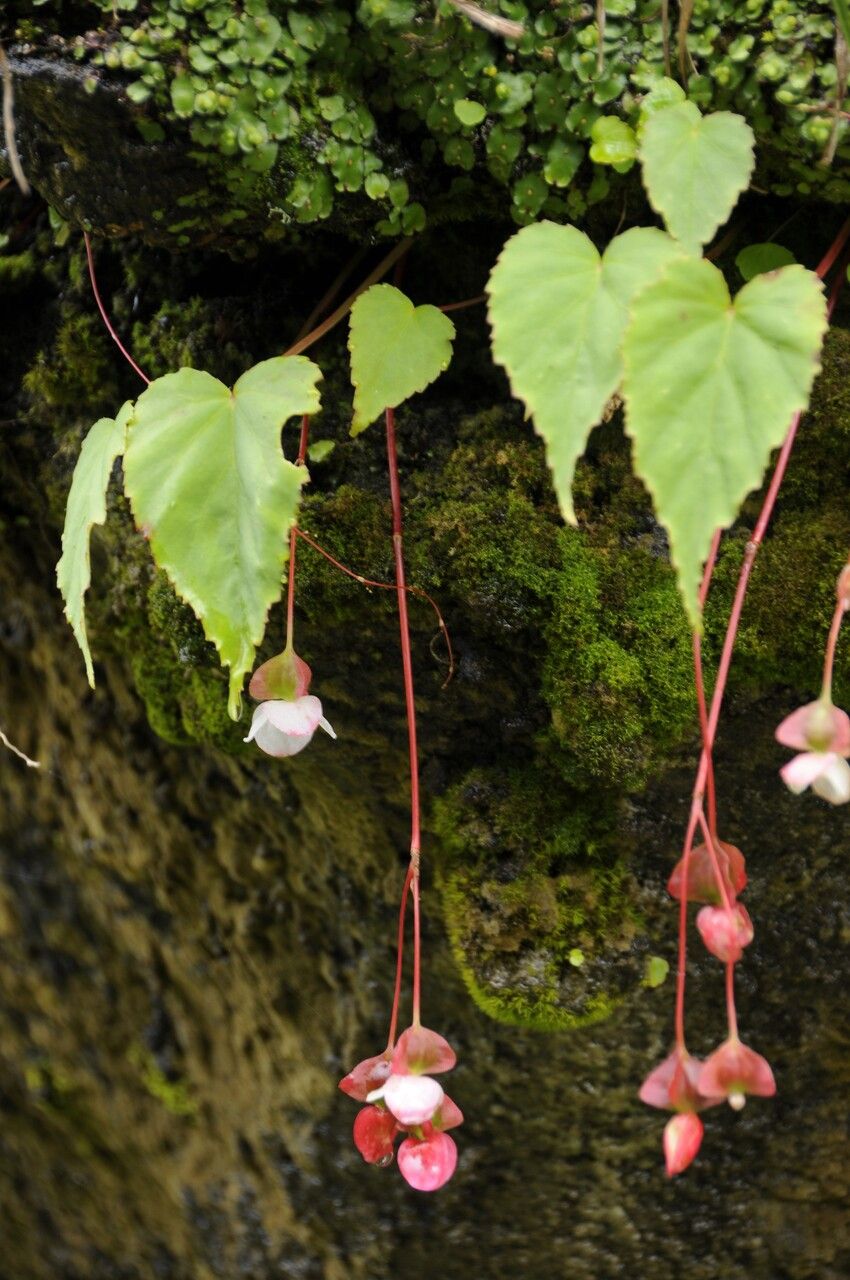 Begonia dioica habit
