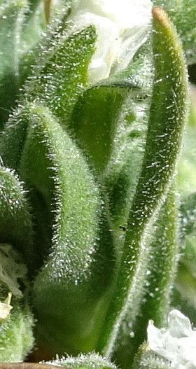 Cerastium peruvianum — houseplant care guide