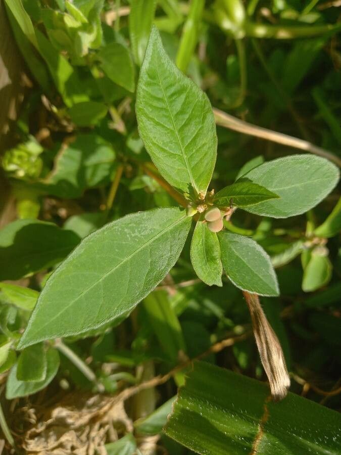 Euphorbia heterophylla — search result for 'Euphorbia'