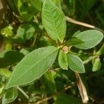 Euphorbia heterophylla