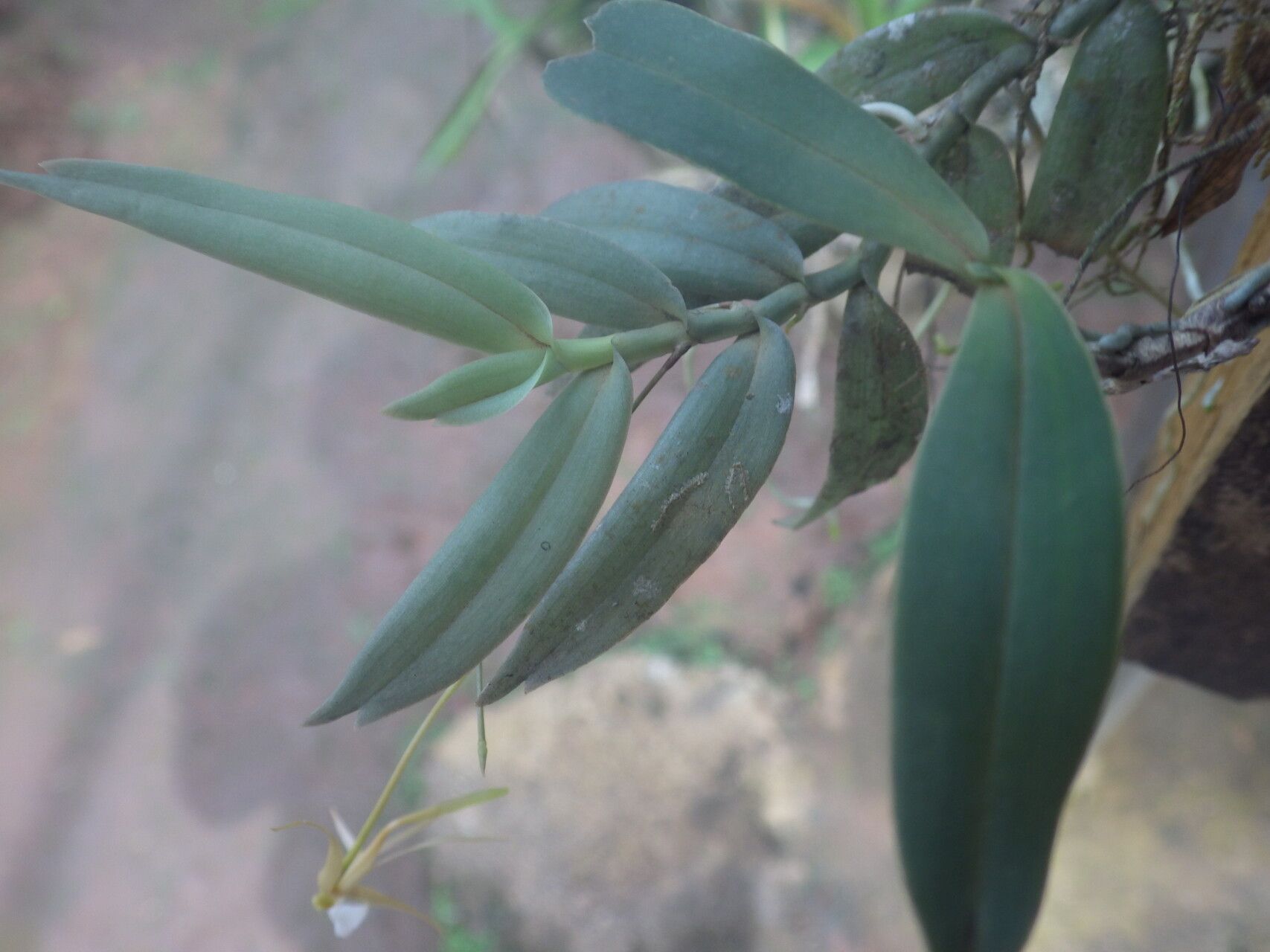 Angraecum angustum leaf