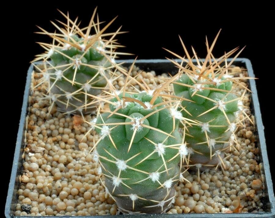Rebutia fidaiana habit