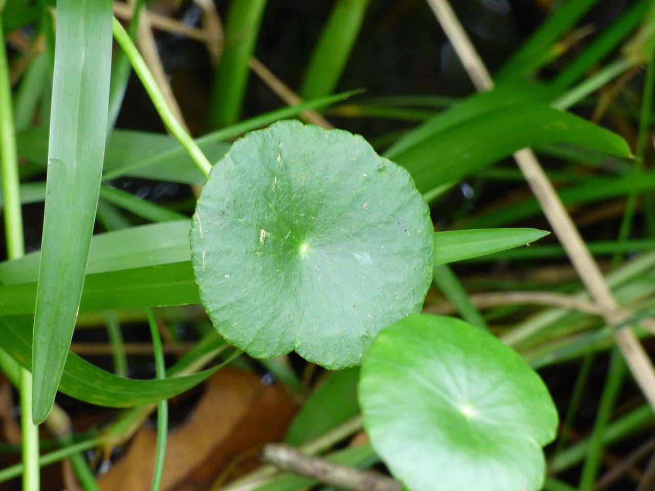 Hydrocotyle bonariensis