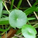 Hydrocotyle bonariensis