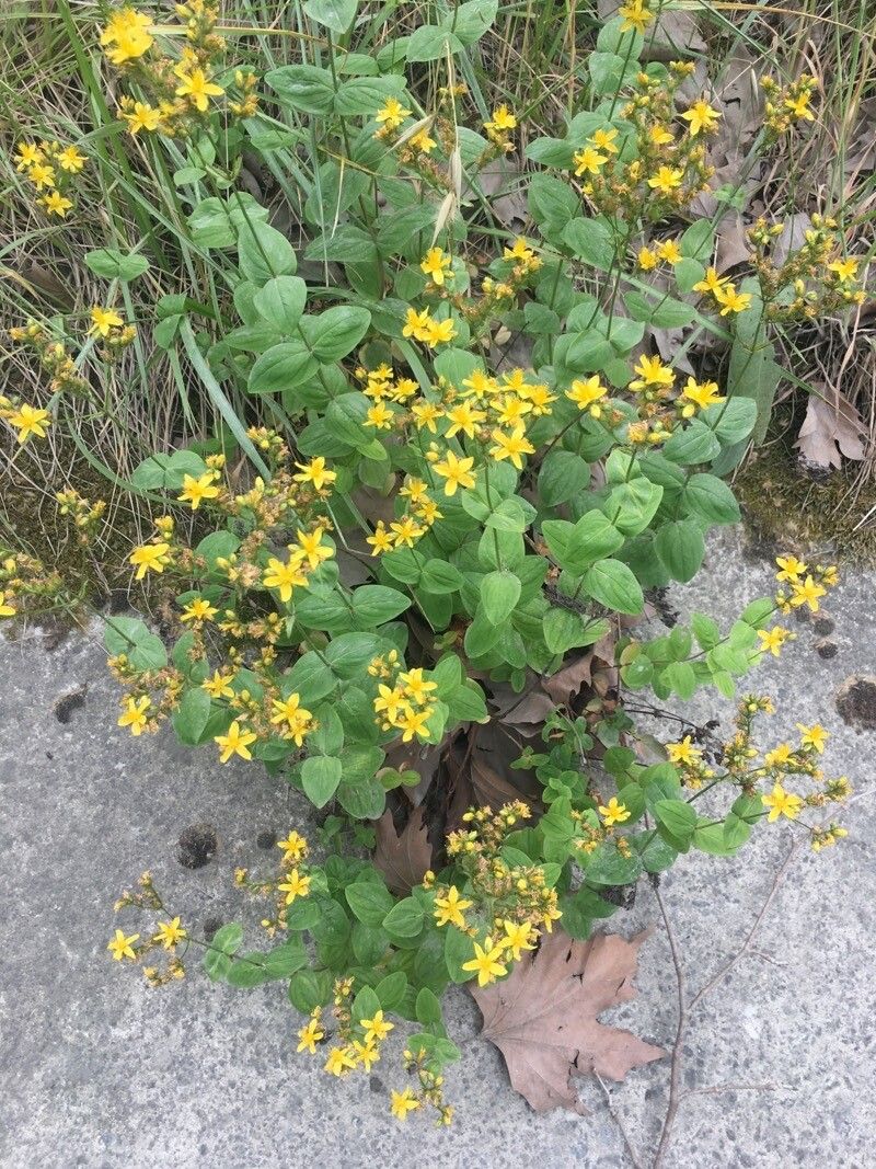 Hypericum bithynicum habit