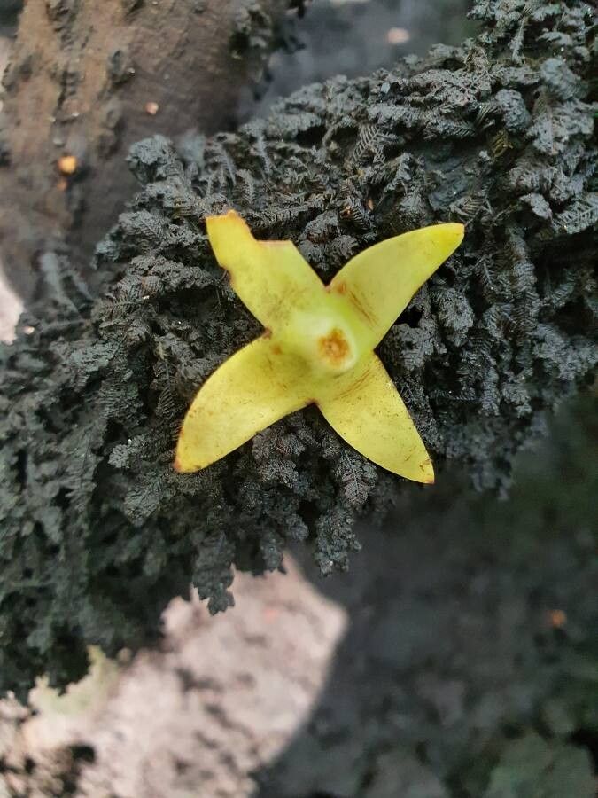 Rhizophora mucronata flower