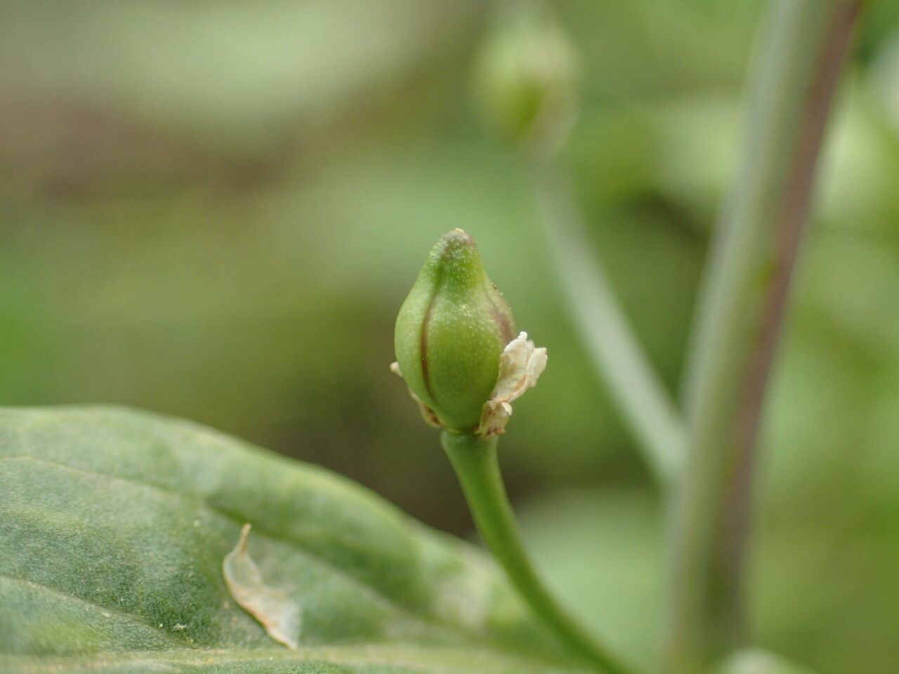 Calepina irregularis fruit