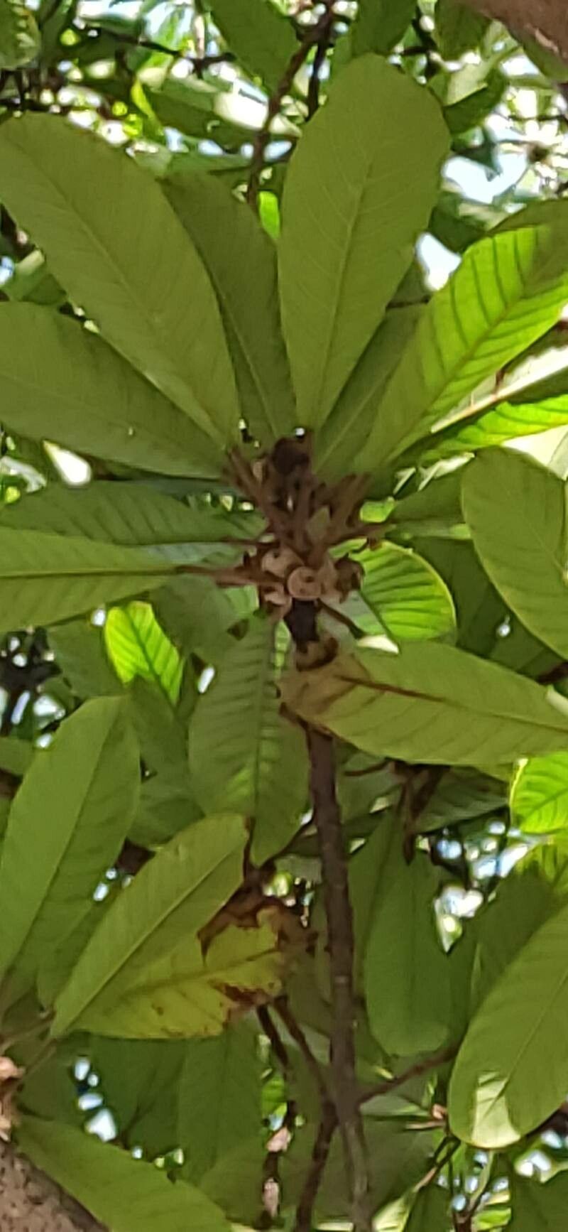 Ficus saussureana leaf