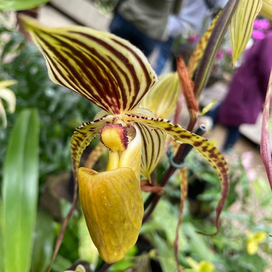 Paphiopedilum supardii — search result for 'Paphiopedilum'