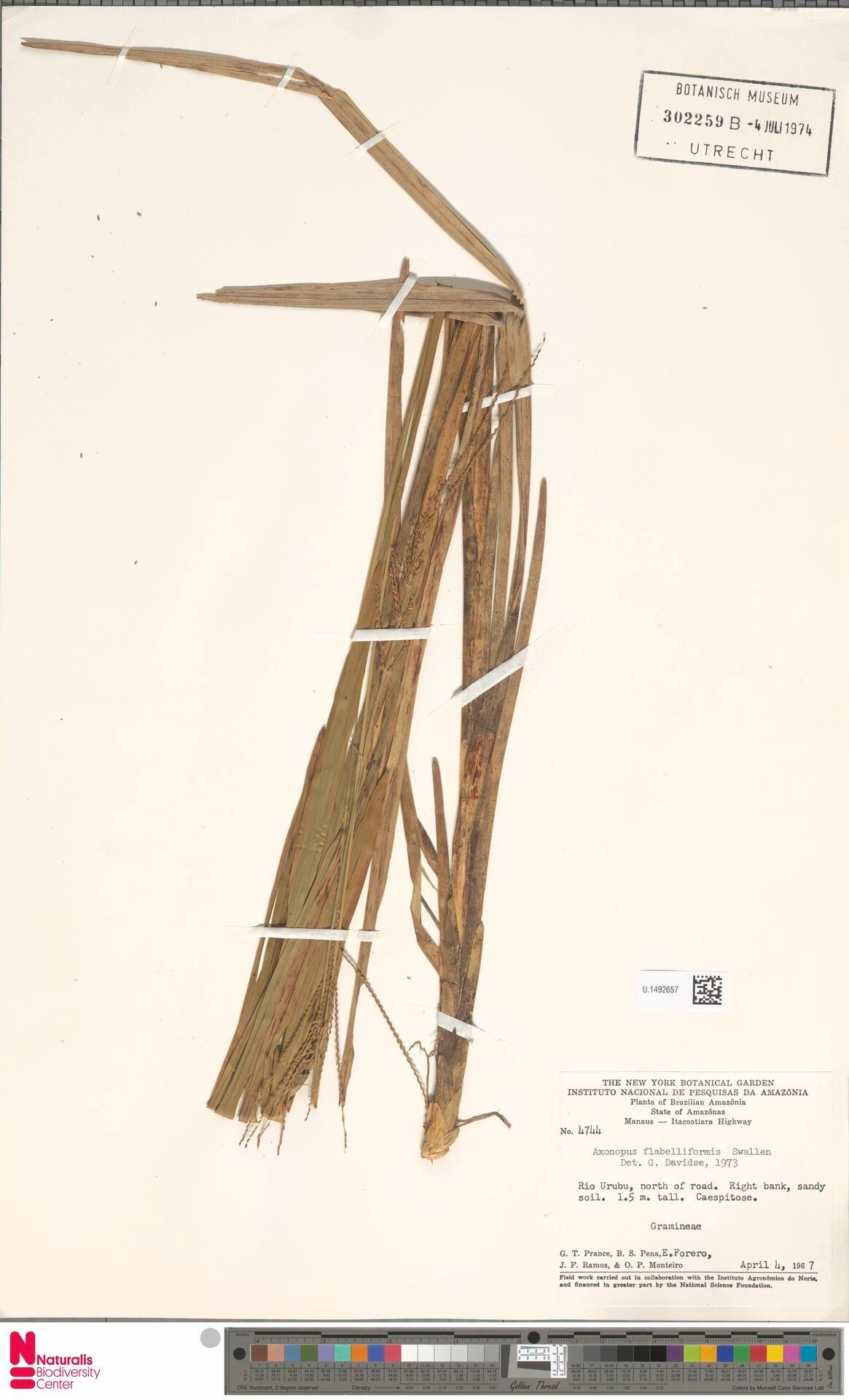 Axonopus flabelliformis fruit