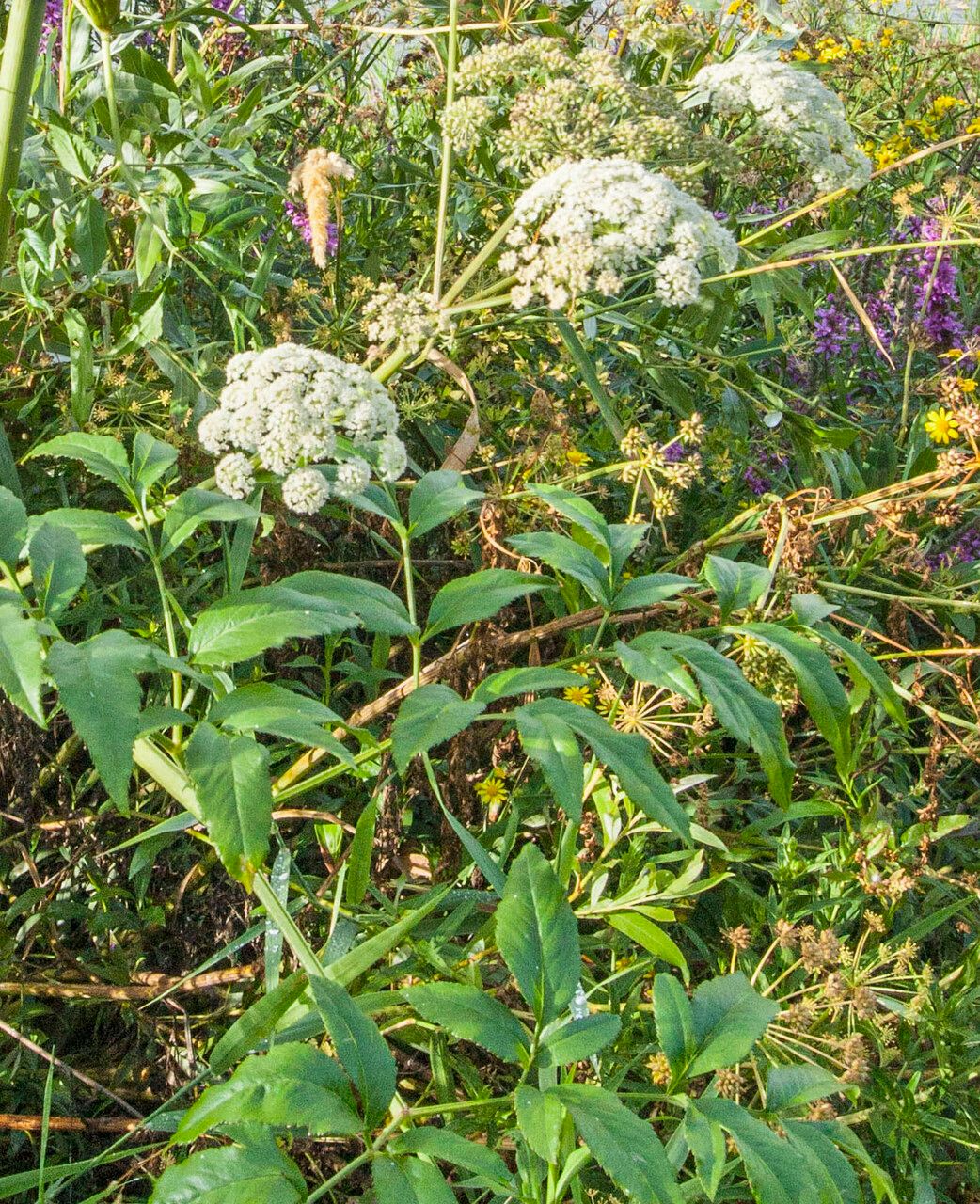 Angelica heterocarpa flower