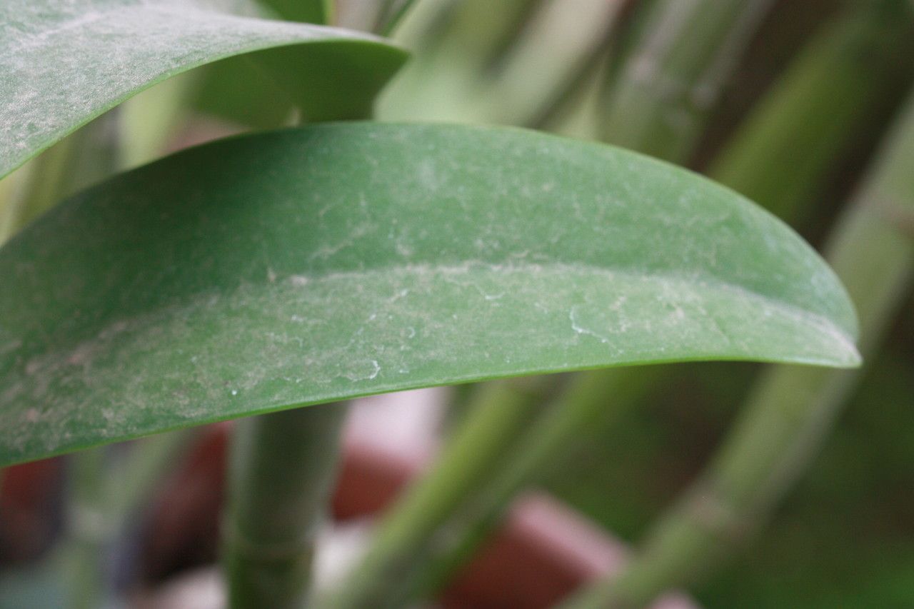 Guarianthe aurantiaca leaf