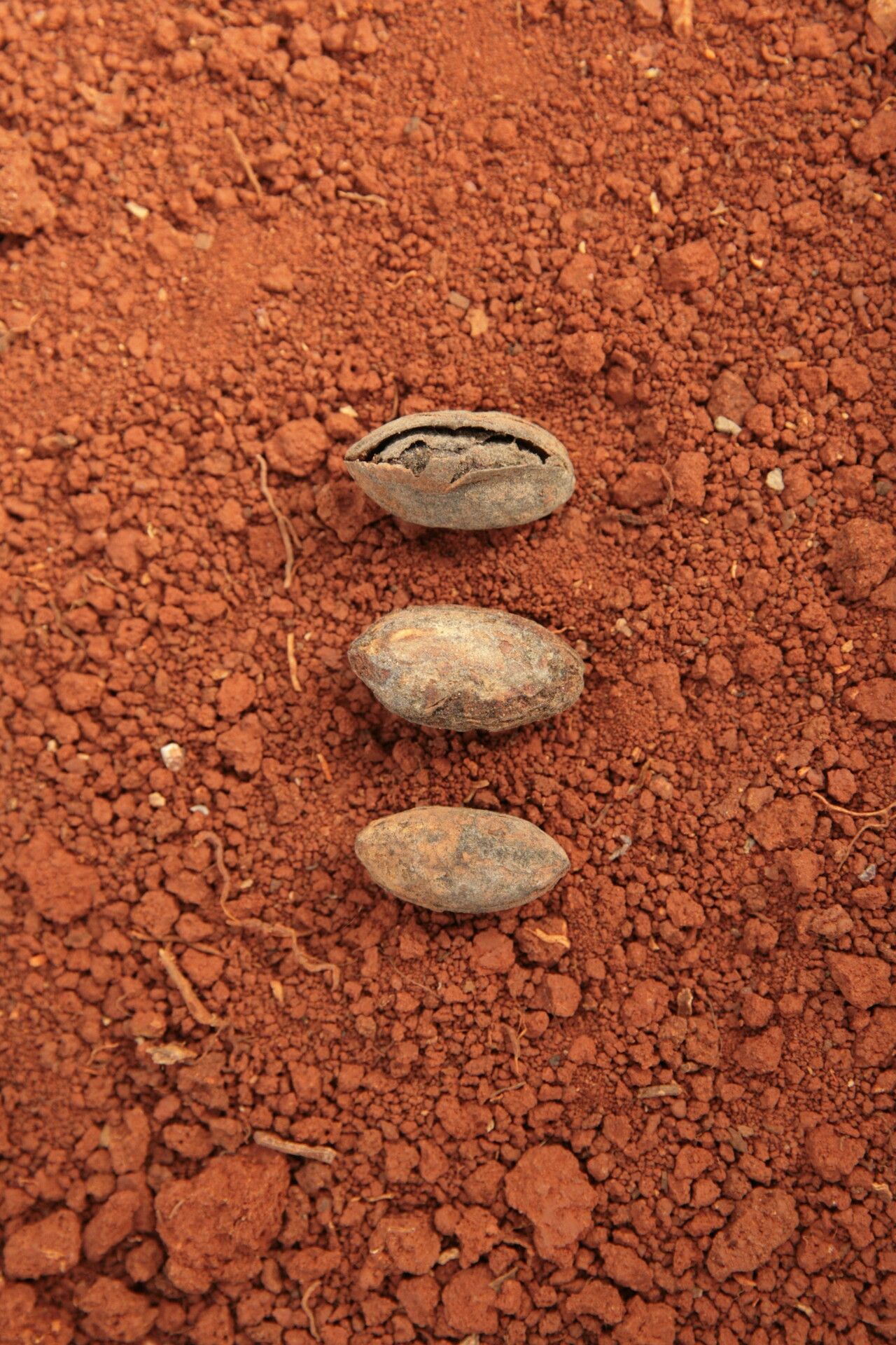 Pachylobus osika fruit
