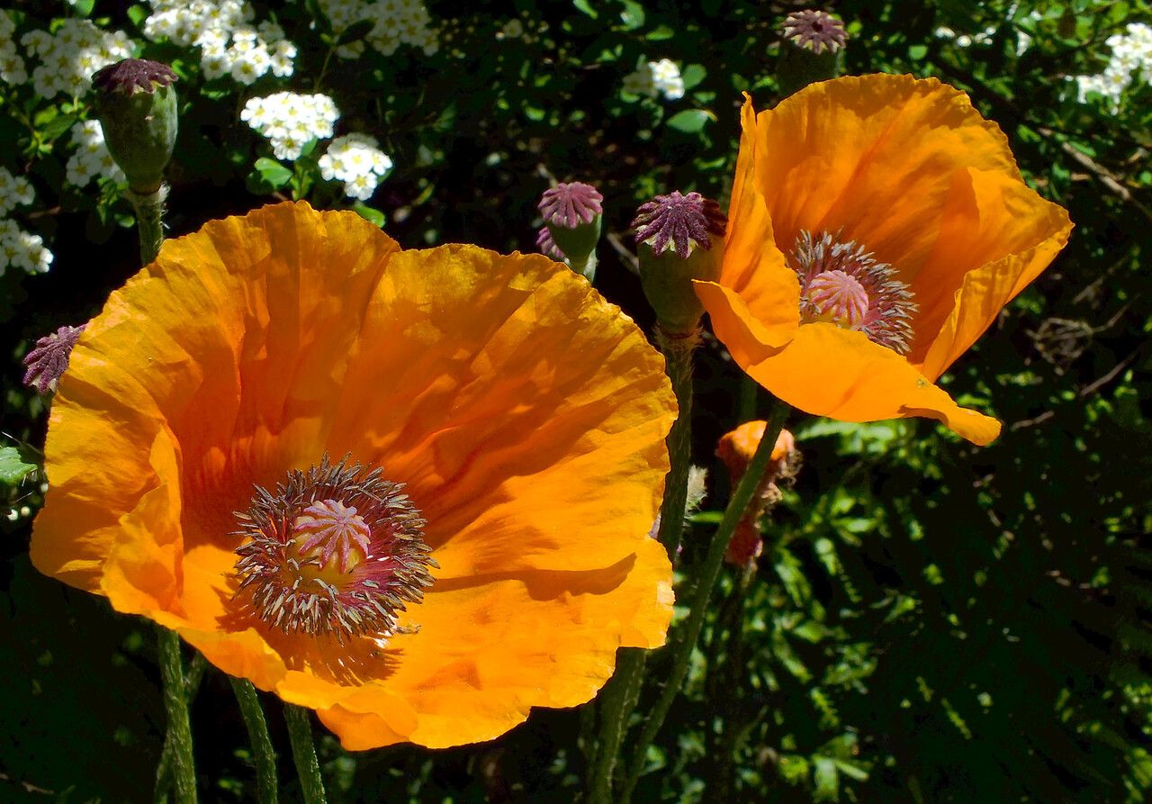 Papaver apulum flower