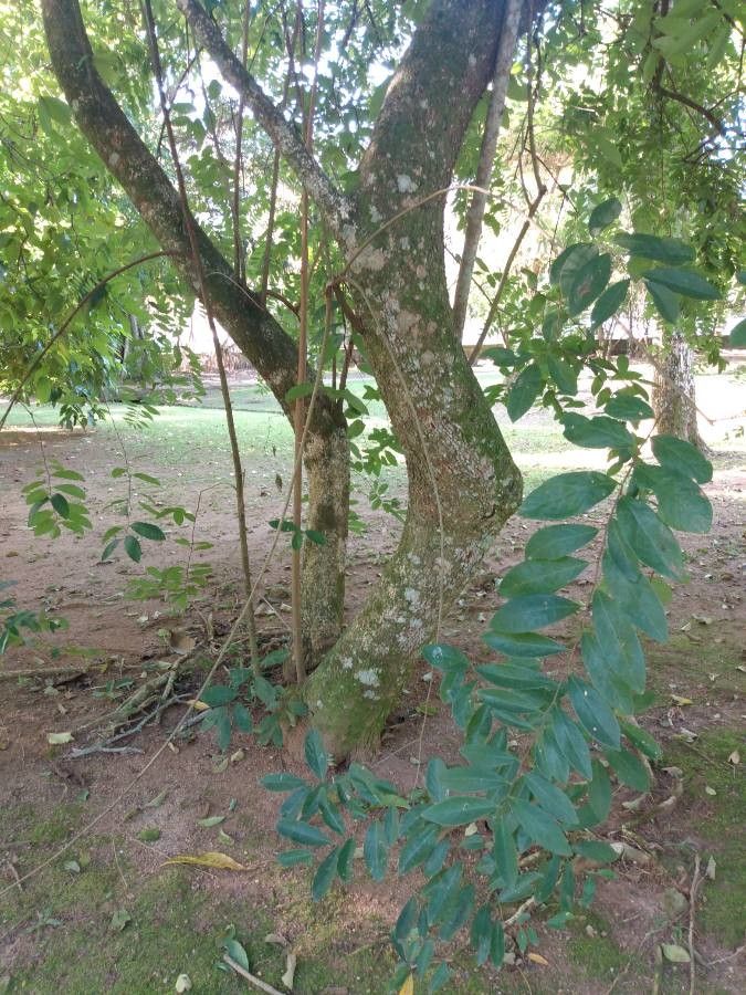 Bridelia tomentosa bark