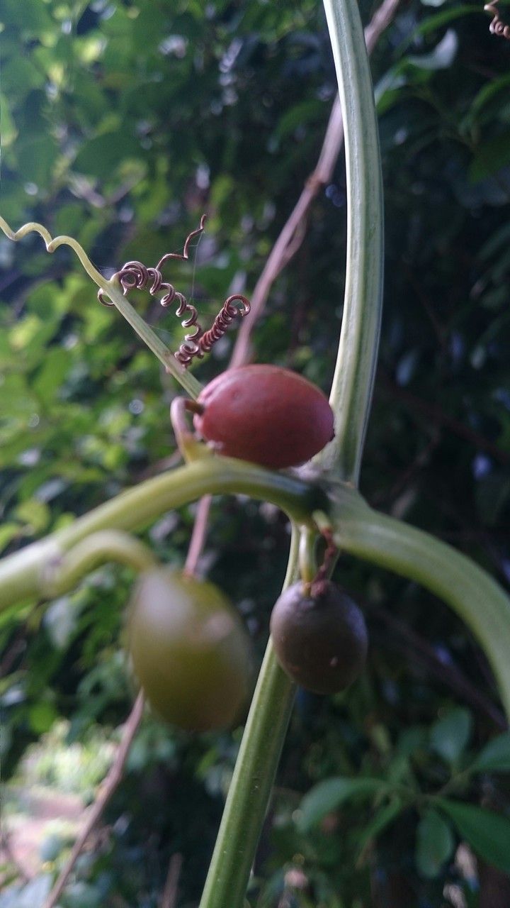 Cayaponia americana fruit