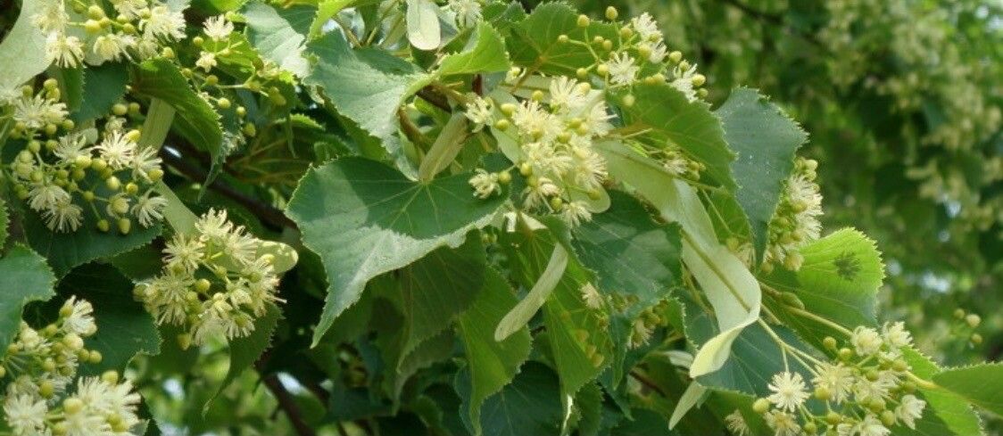 Tilia japonica flower