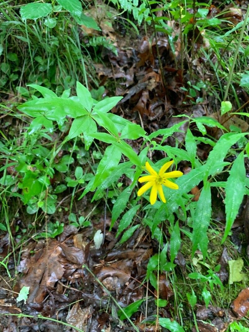 Coreopsis major flower