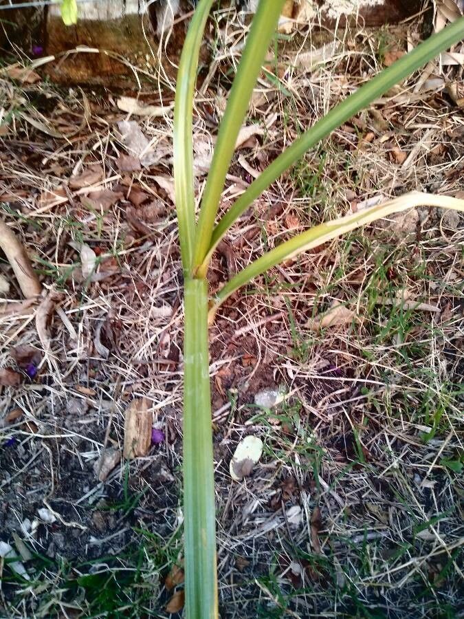 Cyperus ligularis leaf