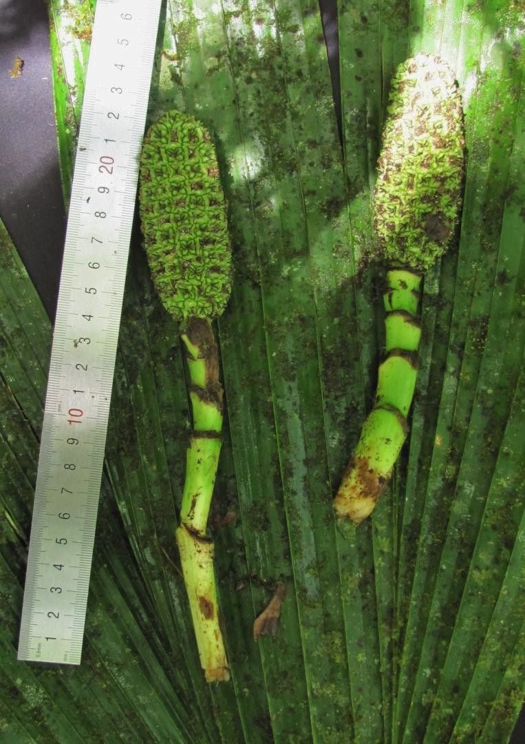 Asplundia alata bark