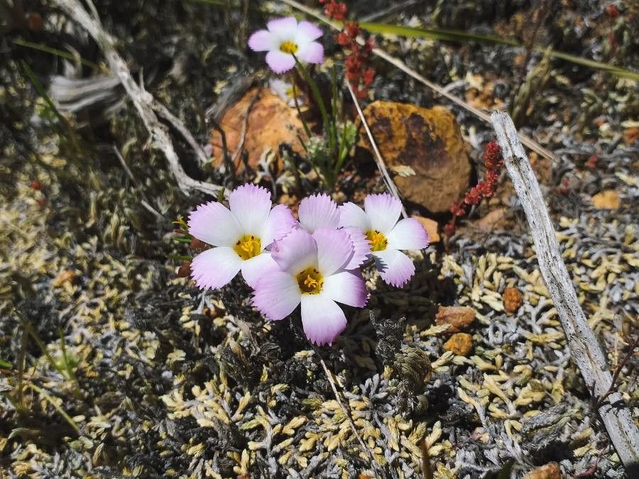 Linanthus dianthiflorus — related species from the same genus