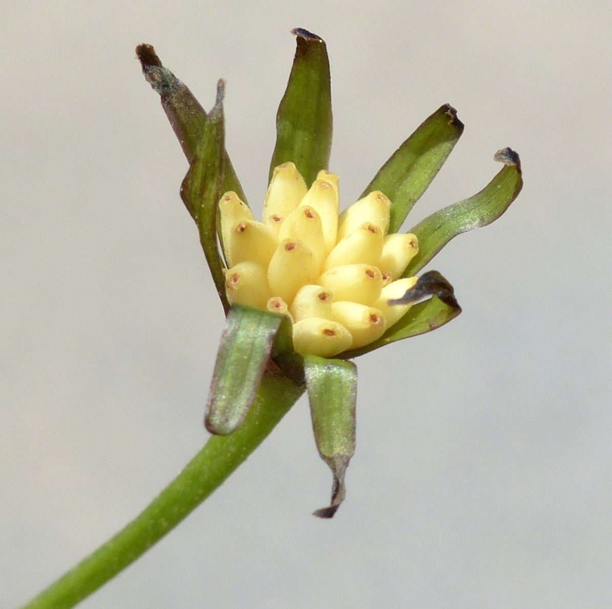 Aposeris foetida fruit